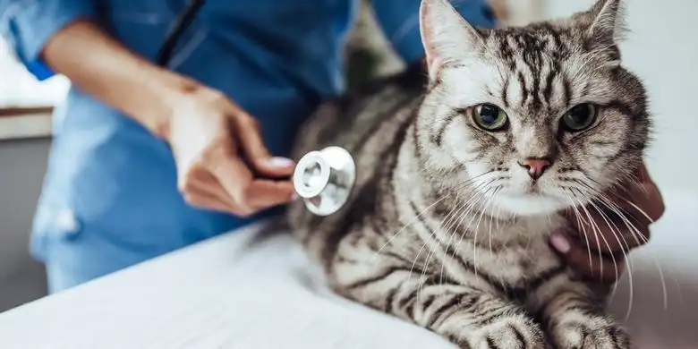 Cara Mengobati Kucing Cacingan Dengan Benar Tepat