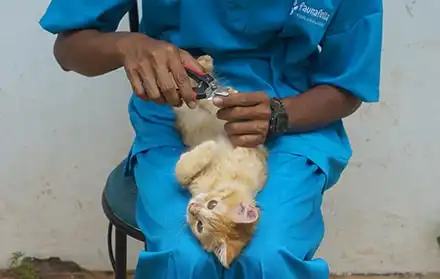 Jasa Grooming Kucing Murah Di Bandung Terpercaya Panggilan Ke Rumah