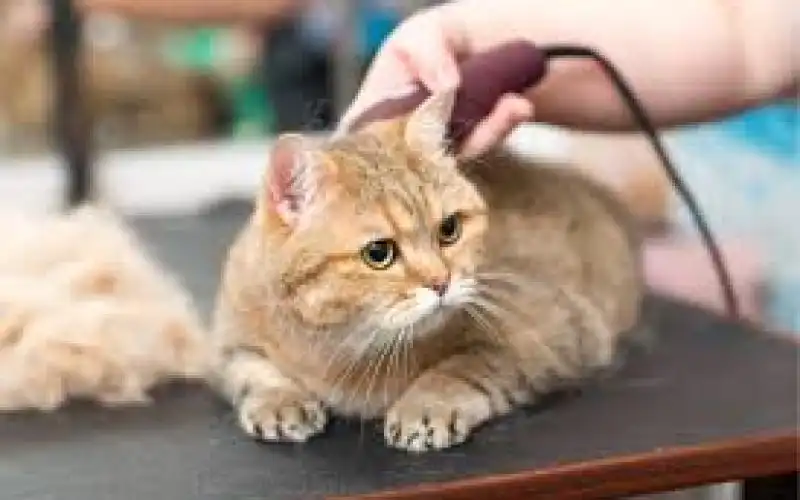 Jasa Grooming Kucing Di Bubutan Surabaya Jasa Panggilan Grooming