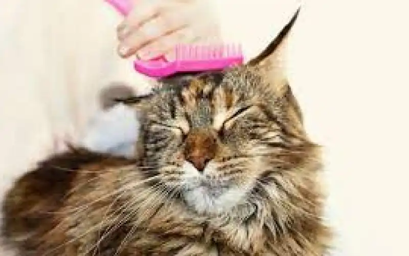 Jasa Grooming Kucing Di Kenjeran Surabaya Jasa Panggilan Grooming