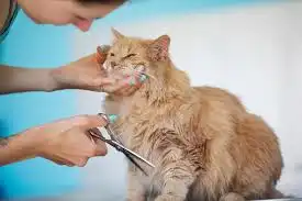 Jasa Grooming Kucing Di Simokerto Surabaya Jasa Panggilan Grooming