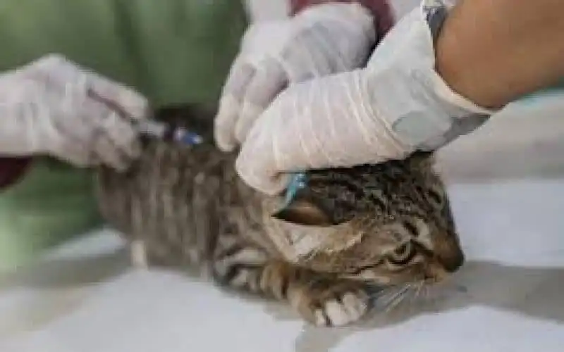 Jasa Vaksin Kucing Terbaik Di Taman Sari Jakarta Barat Biaya Dokter