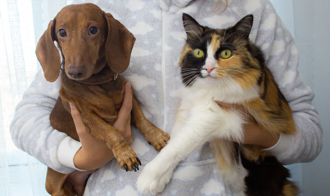 Kucing dan anjing digendong bersama dalam suasana hangat
