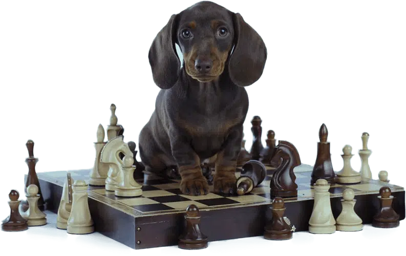 Ilustrasi anjing dan papan catur dari halaman pelatihan FaunaFella Dog