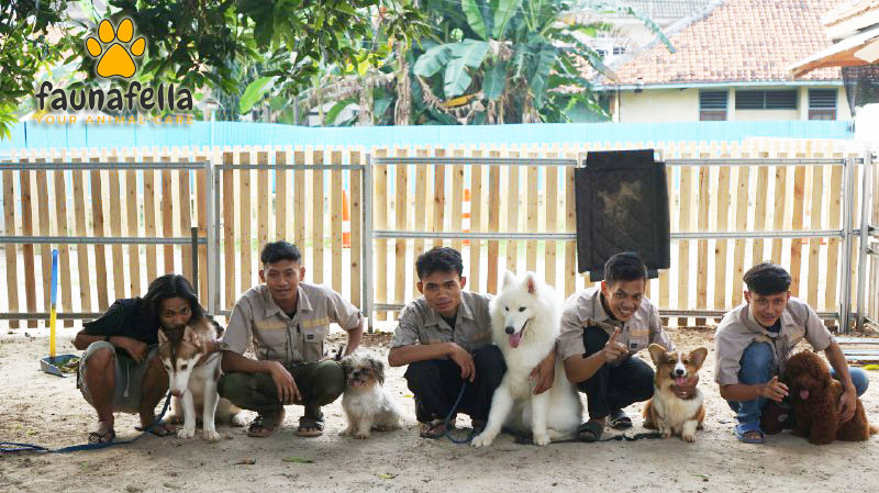 Tim pelatih FaunaFella bersama anjing-anjing di area pelatihan