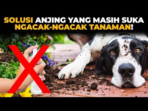Thumbnail video Solusi Anjing yang Suka Ngacak-ngacak Tanaman di Rumah