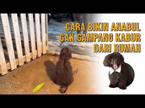 Thumbnail video Cara Bikin Anabul Gak Gampang Kabur dari Rumah