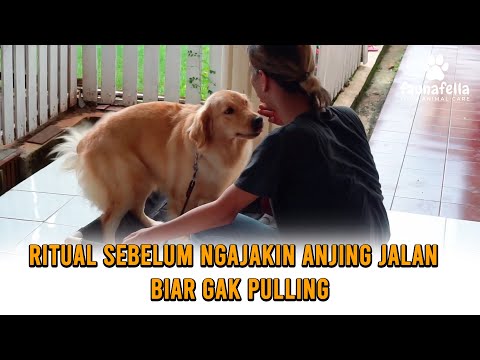 Thumbnail video Ritual Sebelum Ngajakin Anjing Jalan Biar Gak Pulling