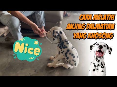 Thumbnail video Cara Melatih Anjing Dalmatian yang Khosong