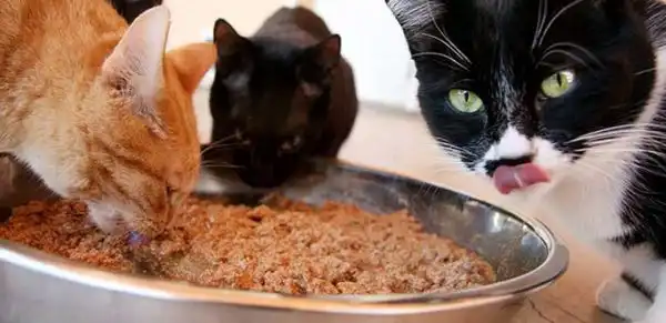 Makanan Untuk Anak Kucing, Jangan Sampe Salah Kasih Makan Ya