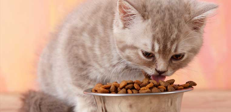 Makanan Untuk Anak Kucing, Jangan Sampe Salah Kasih Makan Ya