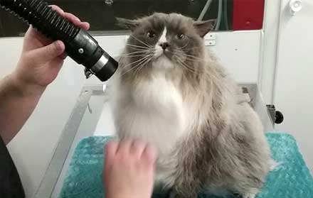 Blow Dry
