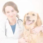 Pet Shop Indonesia - Fauna Fella