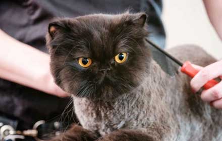 Harga Grooming Kucing 2020