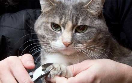 Jasa Grooming Kucing Murah