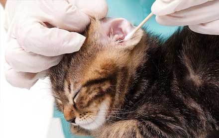 Paket Grooming Kucing Panggilan