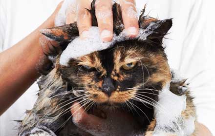 Tempat Grooming Kucing Terdekat