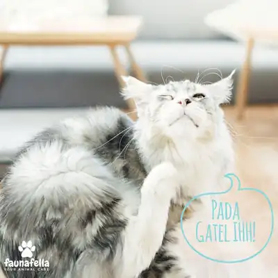 Jasa Grooming Kucing Panggilan Terdekat Ke Rumah Anda - kucing grooming
di pj