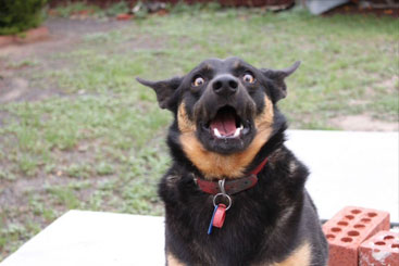 Jasa Grooming Anjing Panggilan Terdekat