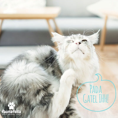 Kucing Gatel Mandi
