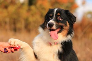 dog-training