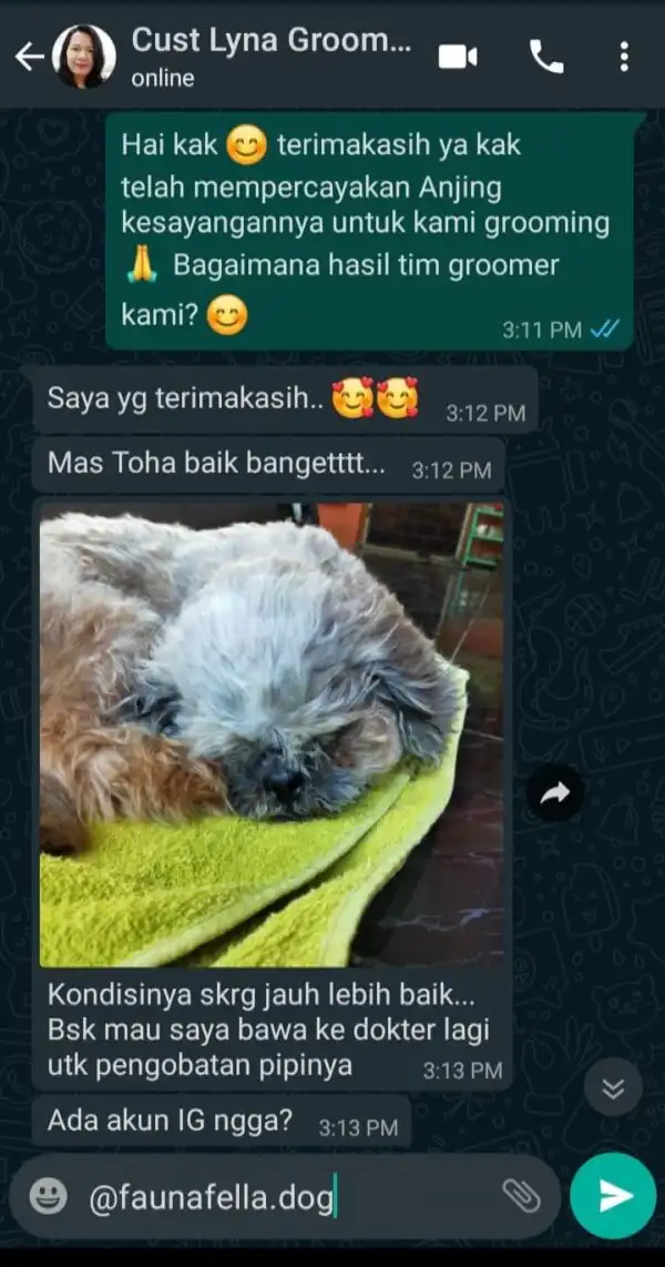 Jasa Grooming Anjing Panggilan Ke Rumah Profesional