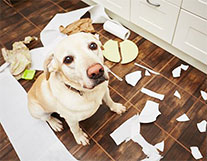 jasa-pelatihan-anjing-profesional Jasa Pelatihan Anjing Profesional
