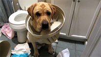jasa-training-anjing-terbaik Jasa Training Anjing Terbaik