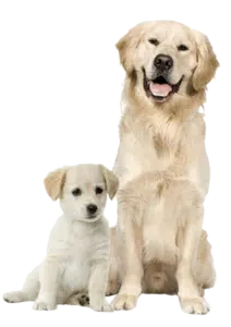 Proses Pemacakan Anjing