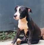 pelatihan-anjing-profesional-jakarta Pelatihan Anjing Profesional Jakarta