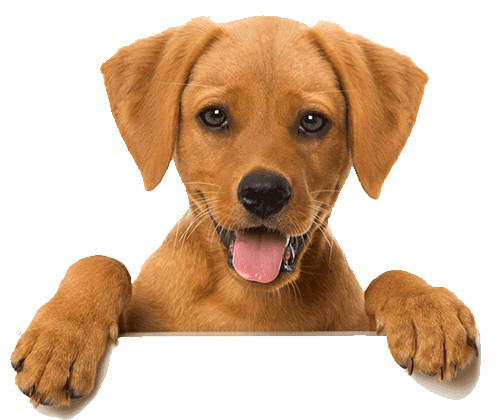 harga-penitipan-anjing Harga Penitipan Anjing