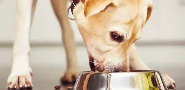 Makanan Anjing Kampung Yang Praktis Dan Sehat