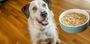 Cara Membuat Makanan Anjing Dari Nasi Yang Mudah & Simpel.