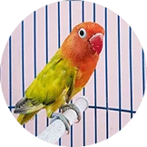 Jual Lovebird Murah