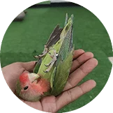 Jual Lovebird Termurah 2021