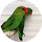 Lovebird Abisinia