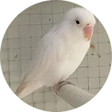 Lovebird Albino