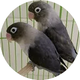 Lovebird Batman