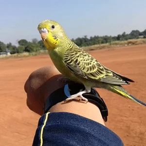 Lovebird Boomerang