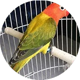 Lovebird Euwing