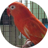 Lovebird Merah