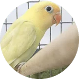 Lovebird Misty