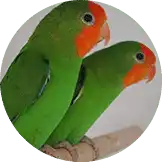 Jual Burung Lovebird Pintar Dan Jinak, Bergaransi Ke Seluruh Indonesia