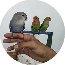 Lovebird Pintar Dan Jinak