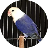 Lovebird Violet