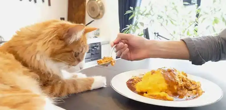  Bolehkah  Kucing  Makan  Nasi Jangan Sampe Salah Kaprah