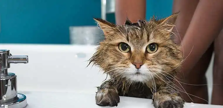 Jasa Grooming Kucing Di Bandung Terbaik, Groomer Memuaskan