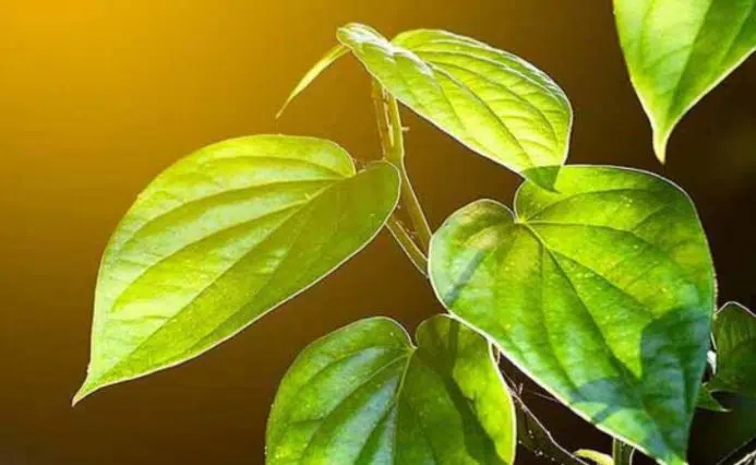 cara mengatasi jamur pada kucing