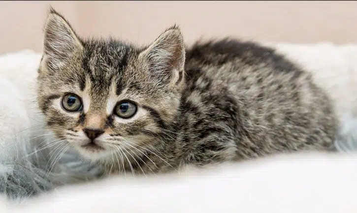 cara mengobati jamur kucing