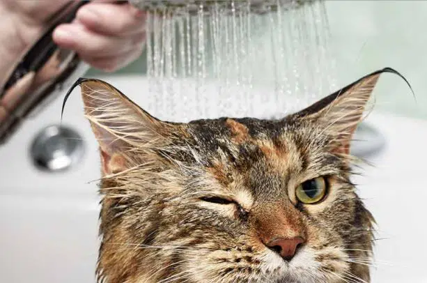 kucing mandi air dingin